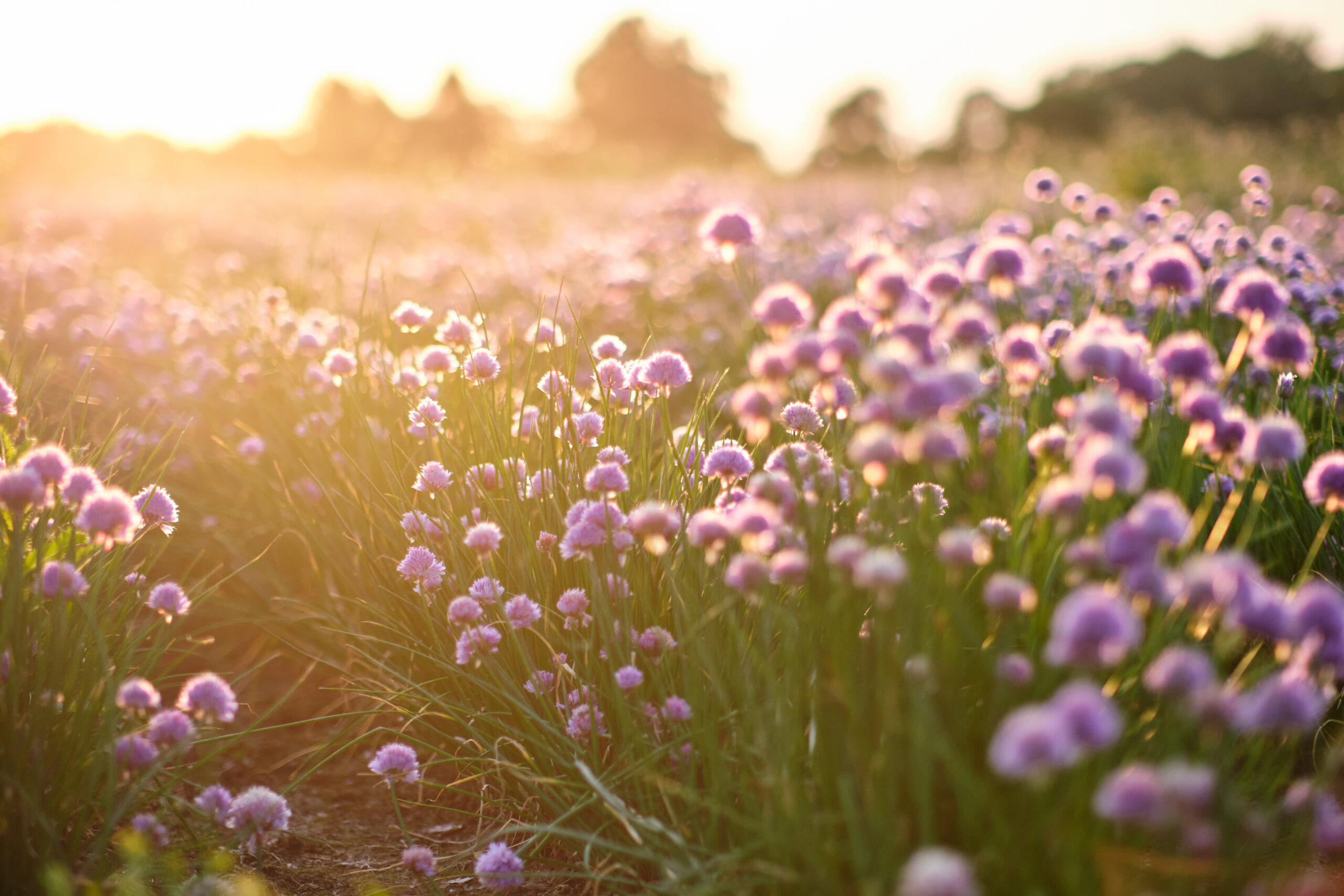 photographe entrepreneures bien-être créatrices (13) photographe entrepreneures du bien-être & créatrices
