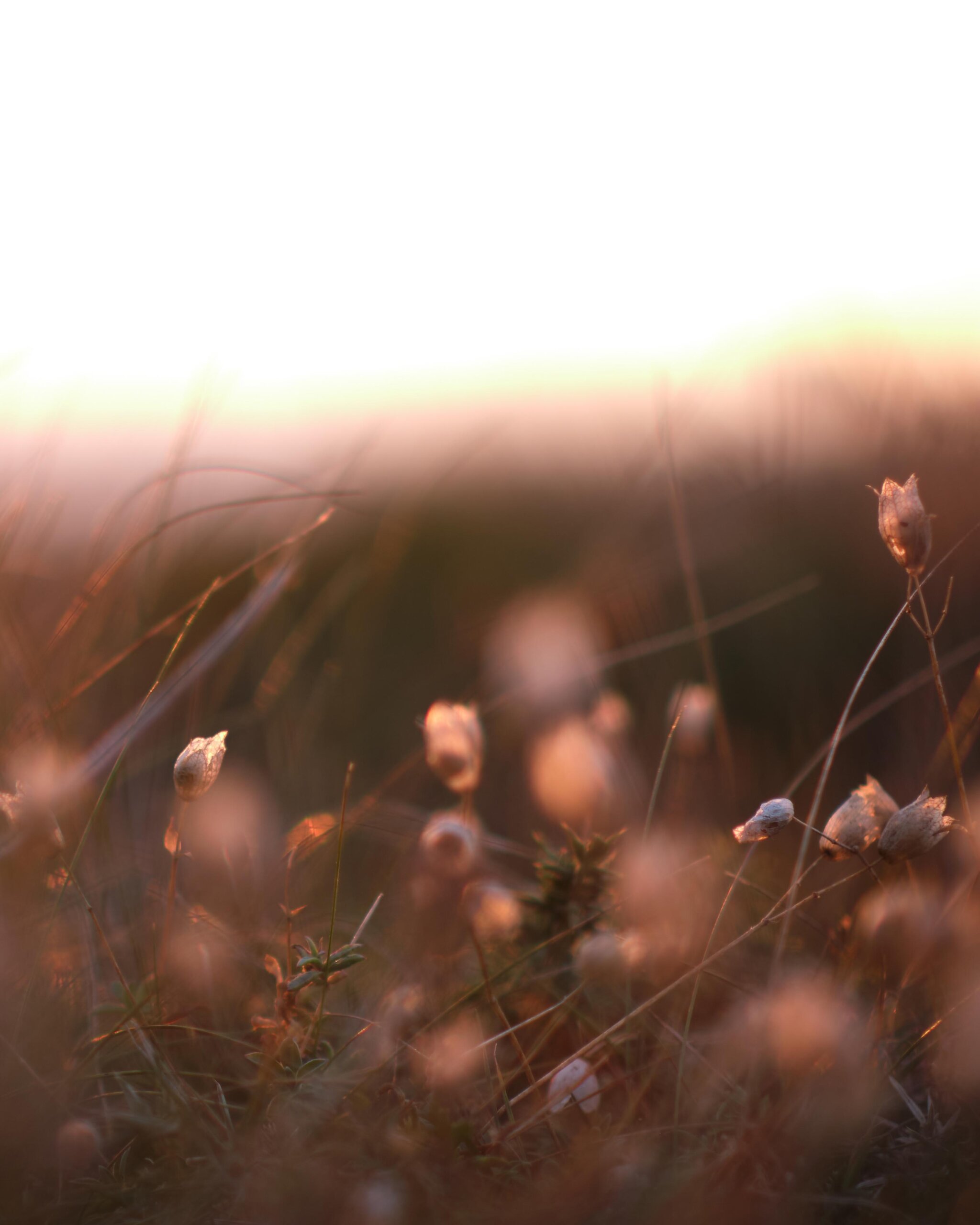 photographe entrepreneures bien-être créatrices (9) photographe entrepreneures du bien-être & créatrices