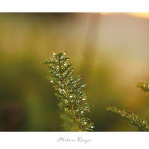 un brin d'achillée millefeuille - tirage photo-affiche
