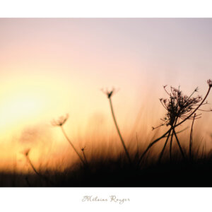 Photographie de plantes en ombre chinoise au coucher du soleil, affiche de décoration nature