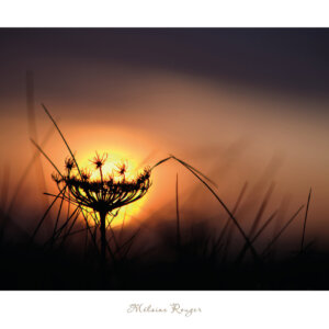 Merveille de la nature