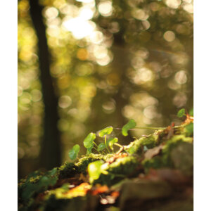 affiche tirage photo nombril de vénus sous-bois