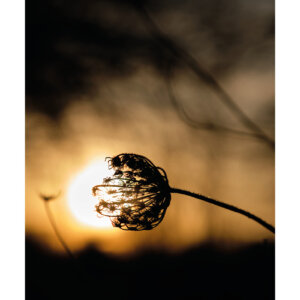 Matin d'hiver - plante en ombre chinoise - tirage photo - affiche