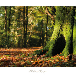 tirage photo affiche porte du pays des rêves bois automne